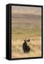 Black Rhino (Diceros Bicornis), Lewa Wildlife Conservancy, Laikipia, Kenya, East Africa, Africa-Ann and Steve Toon-Framed Stretched Canvas