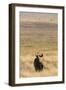 Black Rhino (Diceros Bicornis), Lewa Wildlife Conservancy, Laikipia, Kenya, East Africa, Africa-Ann and Steve Toon-Framed Photographic Print