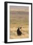 Black Rhino (Diceros Bicornis), Lewa Wildlife Conservancy, Laikipia, Kenya, East Africa, Africa-Ann and Steve Toon-Framed Photographic Print