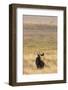 Black Rhino (Diceros Bicornis), Lewa Wildlife Conservancy, Laikipia, Kenya, East Africa, Africa-Ann and Steve Toon-Framed Photographic Print