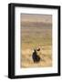 Black Rhino (Diceros Bicornis), Lewa Wildlife Conservancy, Laikipia, Kenya, East Africa, Africa-Ann and Steve Toon-Framed Photographic Print