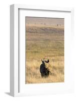 Black Rhino (Diceros Bicornis), Lewa Wildlife Conservancy, Laikipia, Kenya, East Africa, Africa-Ann and Steve Toon-Framed Photographic Print