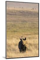 Black Rhino (Diceros Bicornis), Lewa Wildlife Conservancy, Laikipia, Kenya, East Africa, Africa-Ann and Steve Toon-Mounted Photographic Print