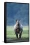 Black Rhino (Diceros Bicornis) Looking Threatening, Nakuru National Park, Kenya-Denis-Huot-Framed Stretched Canvas