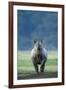 Black Rhino (Diceros Bicornis) Looking Threatening, Nakuru National Park, Kenya-Denis-Huot-Framed Photographic Print