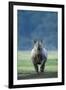 Black Rhino (Diceros Bicornis) Looking Threatening, Nakuru National Park, Kenya-Denis-Huot-Framed Photographic Print