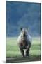 Black Rhino (Diceros Bicornis) Looking Threatening, Nakuru National Park, Kenya-Denis-Huot-Mounted Photographic Print