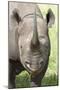 Black Rhino (Diceros Bicornis) Male-Ann and Steve Toon-Mounted Photographic Print