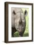 Black Rhino (Diceros Bicornis) Male-Ann and Steve Toon-Framed Photographic Print