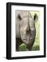 Black Rhino (Diceros Bicornis) Male-Ann and Steve Toon-Framed Photographic Print