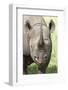 Black Rhino (Diceros Bicornis) Male-Ann and Steve Toon-Framed Photographic Print