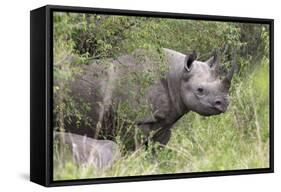 Black Rhino (Diceros Bicornis), Masai Mara, Kenya, East Africa, Africa-Ann and Steve Toon-Framed Stretched Canvas