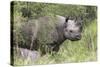 Black Rhino (Diceros Bicornis), Masai Mara, Kenya, East Africa, Africa-Ann and Steve Toon-Stretched Canvas