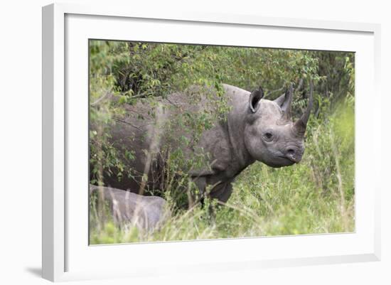 Black Rhino (Diceros Bicornis), Masai Mara, Kenya, East Africa, Africa-Ann and Steve Toon-Framed Photographic Print