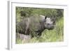 Black Rhino (Diceros Bicornis), Masai Mara, Kenya, East Africa, Africa-Ann and Steve Toon-Framed Photographic Print