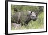 Black Rhino (Diceros Bicornis), Masai Mara, Kenya, East Africa, Africa-Ann and Steve Toon-Framed Photographic Print