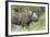 Black Rhino (Diceros Bicornis), Masai Mara, Kenya, East Africa, Africa-Ann and Steve Toon-Framed Photographic Print