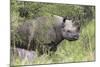 Black Rhino (Diceros Bicornis), Masai Mara, Kenya, East Africa, Africa-Ann and Steve Toon-Mounted Photographic Print