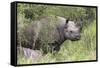 Black Rhino (Diceros Bicornis), Masai Mara, Kenya, East Africa, Africa-Ann and Steve Toon-Framed Stretched Canvas