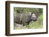 Black Rhino (Diceros Bicornis), Masai Mara, Kenya, East Africa, Africa-Ann and Steve Toon-Framed Photographic Print