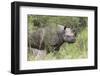 Black Rhino (Diceros Bicornis), Masai Mara, Kenya, East Africa, Africa-Ann and Steve Toon-Framed Photographic Print