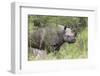 Black Rhino (Diceros Bicornis), Masai Mara, Kenya, East Africa, Africa-Ann and Steve Toon-Framed Photographic Print