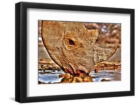 Black Rhino drinking, 2018-Eric Meyer-Framed Photographic Print