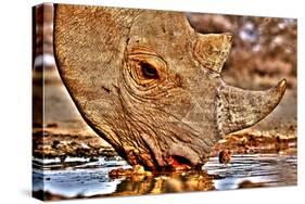 Black Rhino drinking, 2018-Eric Meyer-Stretched Canvas