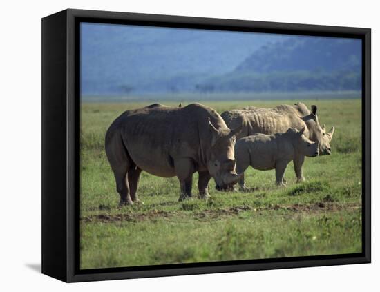 Black Rhino Family, Lake Nakuru Park, Kenya, East Africa, Africa-Dominic Harcourt-webster-Framed Stretched Canvas