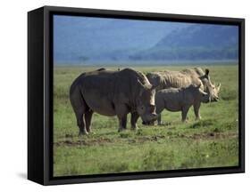 Black Rhino Family, Lake Nakuru Park, Kenya, East Africa, Africa-Dominic Harcourt-webster-Framed Stretched Canvas