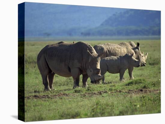 Black Rhino Family, Lake Nakuru Park, Kenya, East Africa, Africa-Dominic Harcourt-webster-Stretched Canvas