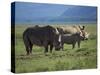 Black Rhino Family, Lake Nakuru Park, Kenya, East Africa, Africa-Dominic Harcourt-webster-Stretched Canvas