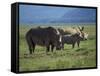 Black Rhino Family, Lake Nakuru Park, Kenya, East Africa, Africa-Dominic Harcourt-webster-Framed Stretched Canvas