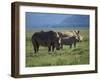 Black Rhino Family, Lake Nakuru Park, Kenya, East Africa, Africa-Dominic Harcourt-webster-Framed Photographic Print