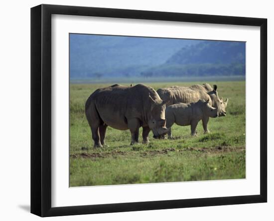 Black Rhino Family, Lake Nakuru Park, Kenya, East Africa, Africa-Dominic Harcourt-webster-Framed Photographic Print
