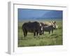 Black Rhino Family, Lake Nakuru Park, Kenya, East Africa, Africa-Dominic Harcourt-webster-Framed Photographic Print