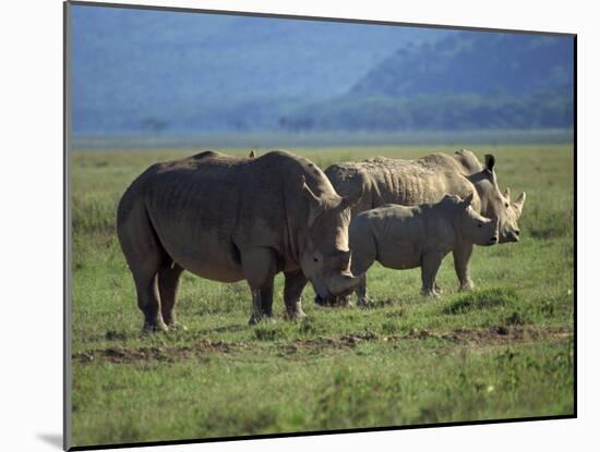 Black Rhino Family, Lake Nakuru Park, Kenya, East Africa, Africa-Dominic Harcourt-webster-Mounted Photographic Print