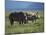 Black Rhino Family, Lake Nakuru Park, Kenya, East Africa, Africa-Dominic Harcourt-webster-Mounted Photographic Print