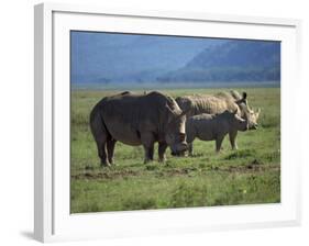 Black Rhino Family, Lake Nakuru Park, Kenya, East Africa, Africa-Dominic Harcourt-webster-Framed Photographic Print