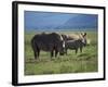 Black Rhino Family, Lake Nakuru Park, Kenya, East Africa, Africa-Dominic Harcourt-webster-Framed Photographic Print