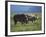 Black Rhino Family, Lake Nakuru Park, Kenya, East Africa, Africa-Dominic Harcourt-webster-Framed Photographic Print