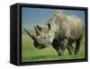 Black Rhino Portrait, Ngorongoro Nr, Tanzania-Staffan Widstrand-Framed Stretched Canvas