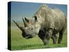 Black Rhino Portrait, Ngorongoro Nr, Tanzania-Staffan Widstrand-Stretched Canvas