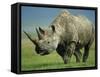 Black Rhino Portrait, Ngorongoro Nr, Tanzania-Staffan Widstrand-Framed Stretched Canvas