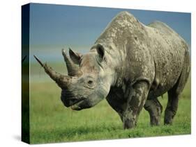 Black Rhino Portrait, Ngorongoro Nr, Tanzania-Staffan Widstrand-Stretched Canvas