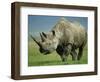 Black Rhino Portrait, Ngorongoro Nr, Tanzania-Staffan Widstrand-Framed Premium Photographic Print