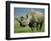 Black Rhino Portrait, Ngorongoro Nr, Tanzania-Staffan Widstrand-Framed Premium Photographic Print