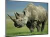 Black Rhino Portrait, Ngorongoro Nr, Tanzania-Staffan Widstrand-Mounted Premium Photographic Print