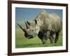 Black Rhino Portrait, Ngorongoro Nr, Tanzania-Staffan Widstrand-Framed Photographic Print