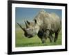 Black Rhino Portrait, Ngorongoro Nr, Tanzania-Staffan Widstrand-Framed Photographic Print